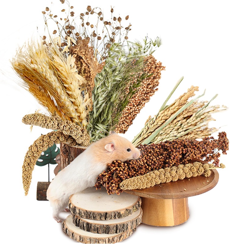 Natural Ear of Grain Flower&Herb Bedding Mate Habitat Decor, Adding Fun Hamster Accessories for Hamsters Gerbils Lemming Harvest Wind