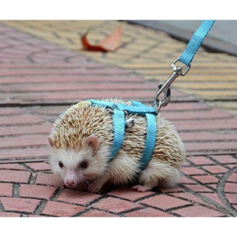 Adjustable Small Pet Hedgehog Harness for Training Playing Traction Rope (Blue) Blue