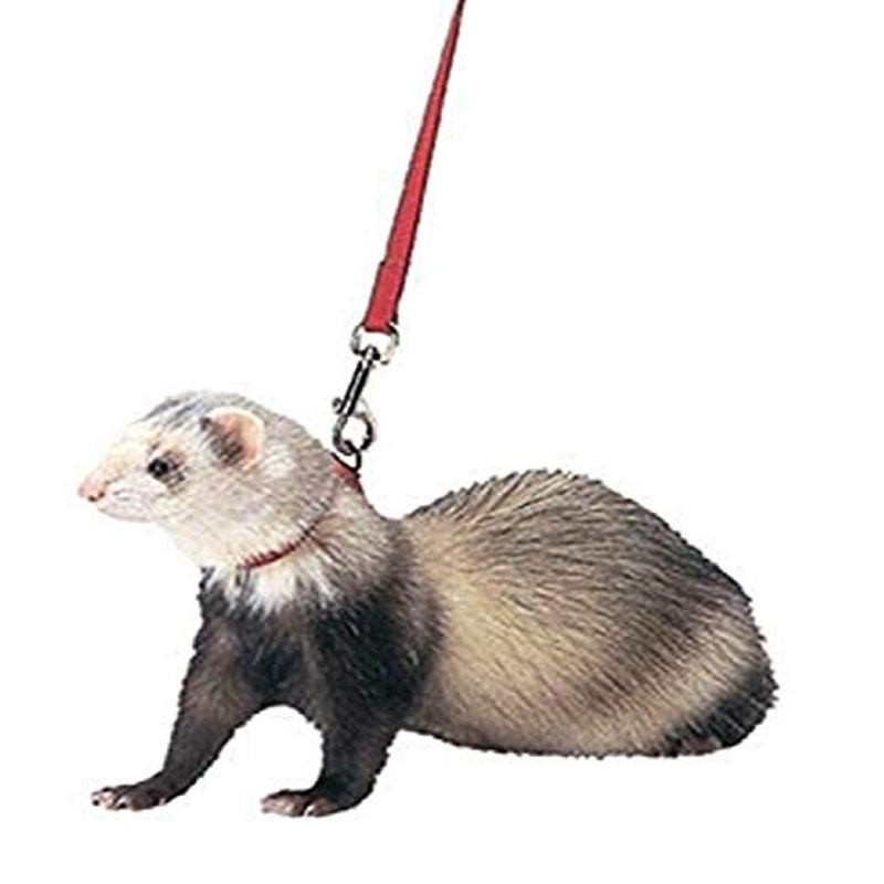 Harness & Lead (Red)