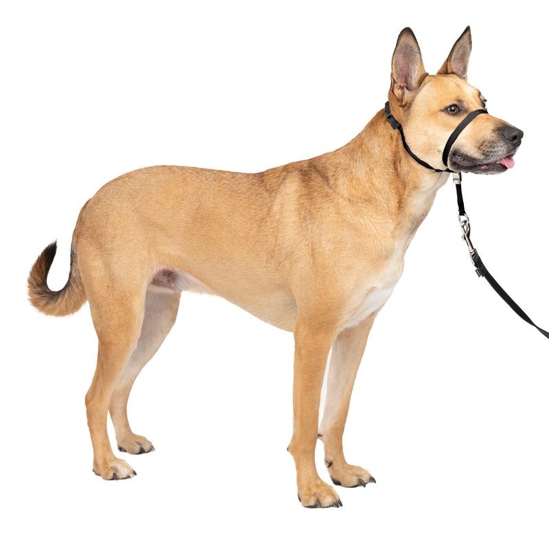 PetSafe Gentle Leader No-Pull Dog Headcollar – The Ultimate Solution to Pulling – Redirects Your Dog’s Pulling for Easier Walks – Helps You Regain Control – Medium, Black