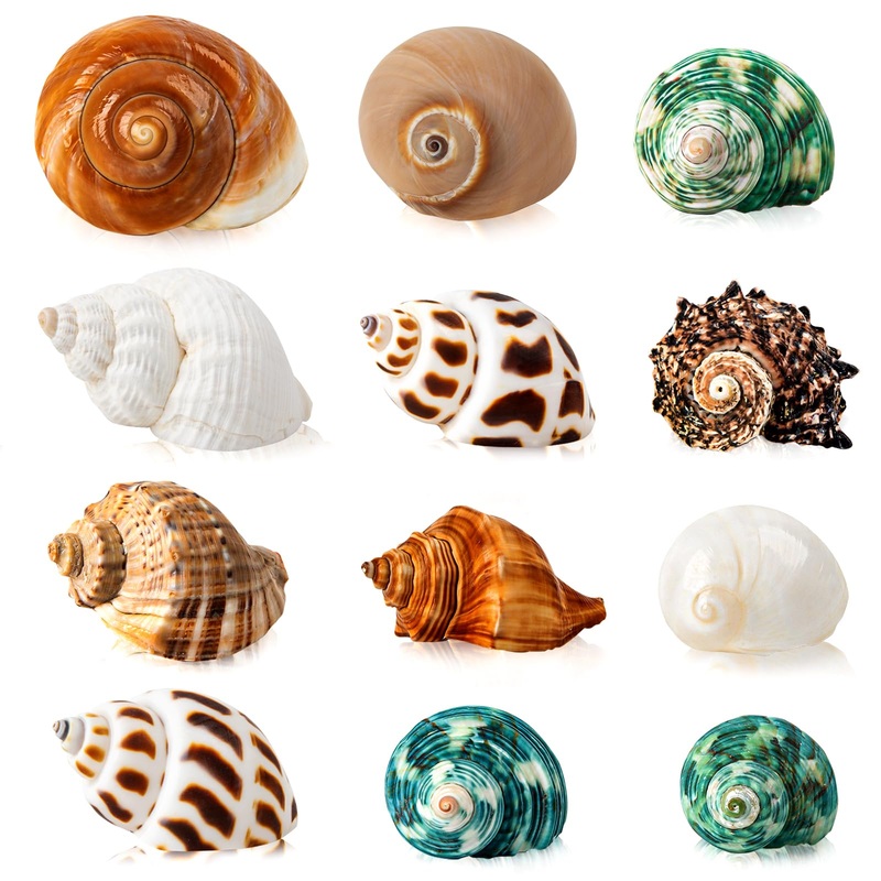 12PCS Hermit Crab Shells | Natural Sea Conch Size 1.6″-3.2″ | Growth Turbo for Small to Medium and Large Crabs, Saltwater Hermit Crab Supplies and Sea Shell for Beach Decor 12PCS Shell Size 1.6″ – 3.2″