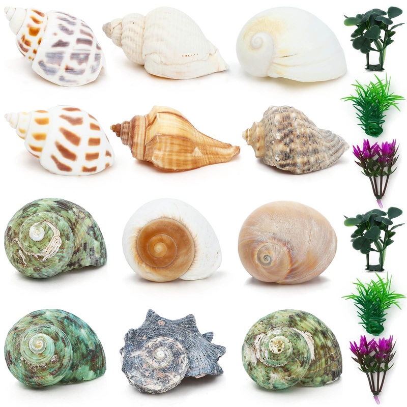 18 Pieces Hermit Crab Shells Set Natural Sea Conch Size 1.6″-3.2″ Growth Turbo for Small to Medium and Large Crabs Saltwater Hermit Crab Supplies and Sea Shell for Beach Decor