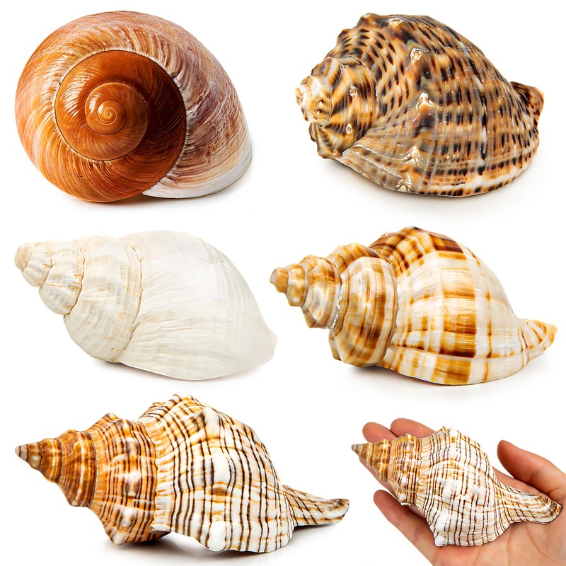 5PCS Extra Large Hermit Crab Shells | Natural Sea Conch Size 3″ – 4.7″, Opening Size 1.6″ – 2.7″ | Turbo Seashells for Hermit Crab Supplies and Beach Decoration Large Sea Shell