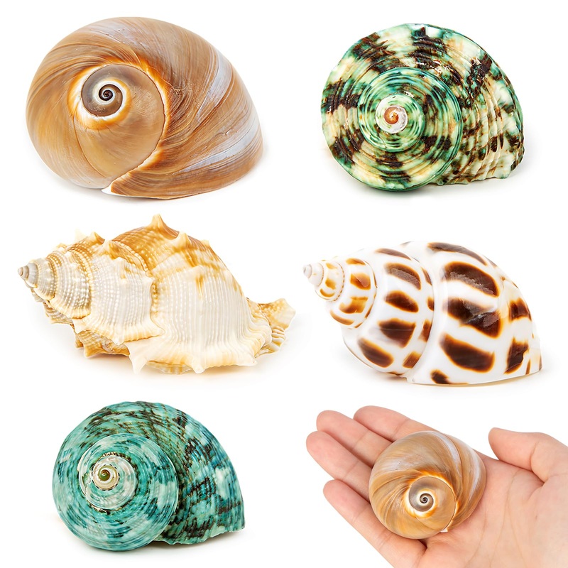 5PCS Hermit Crab Shells | Natural Sea Conch Size 2.1″ – 2.8″, Opening Size 0.9″ – 1.5″ | Medium Large Turbo Seashells for Hermit Crab Supplies and Beach Decoration Sea Shell