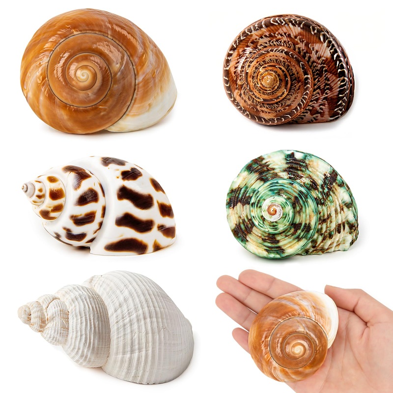 5PCS Medium and Large Hermit Crab Shells | Natural Sea Conch Size 2.2″ – 3.4″, Opening Size 1.5″ – 2″ | Turbo Seashells for Hermit Crab Supplies and Beach Decoration Medium Large Sea Shell Medium and Large Shell Size 2″ – 2.8″