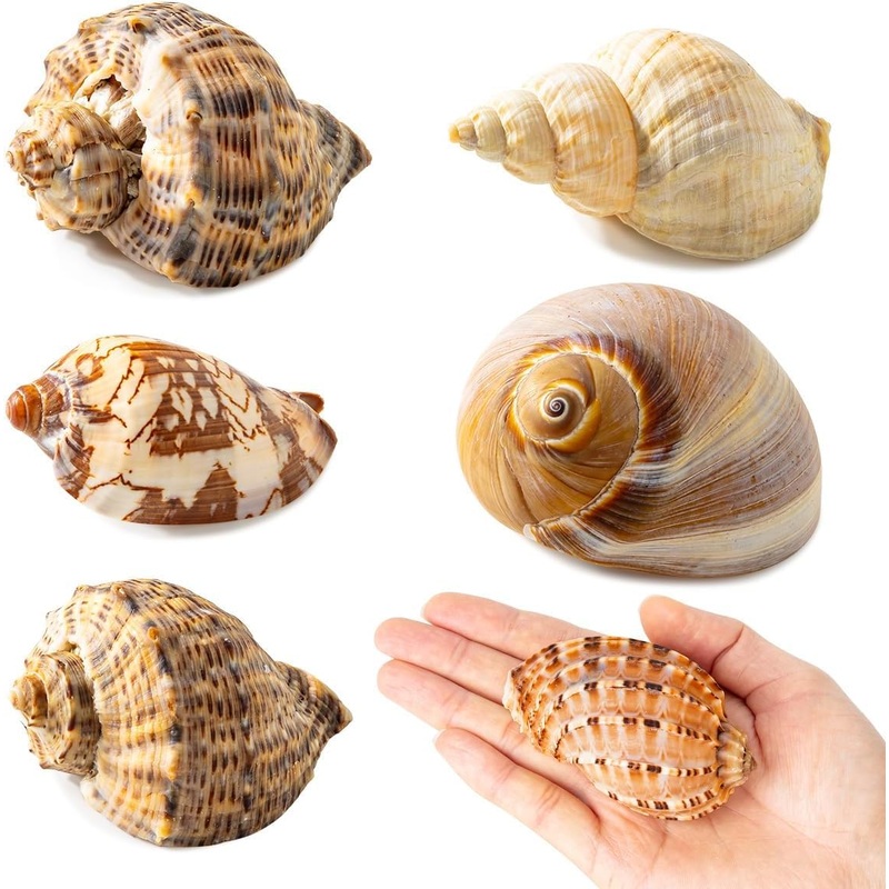 6Pcs Hermit Crab Shells Large, Natural Conch Shell Size 2.8″ – 3.8″, Opening Size 1.6″ – 2.7″, Hermit Crab Habitat, Large Sea Shells for Hermit Crab Supplies and Beach Decoration