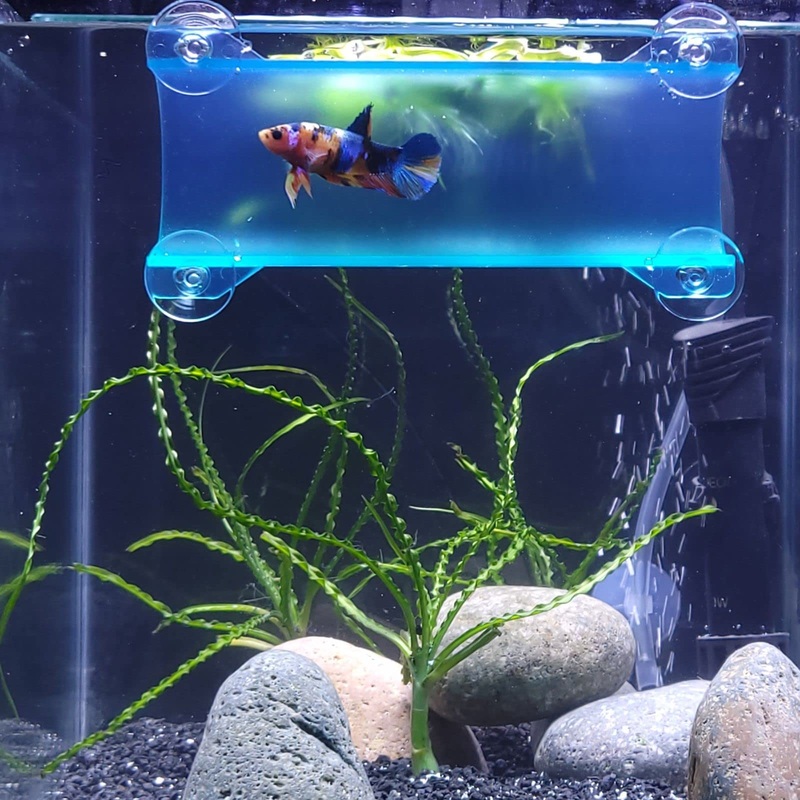 Brand Betta Tunnel (Translucent Aqua) Translucent Aqua