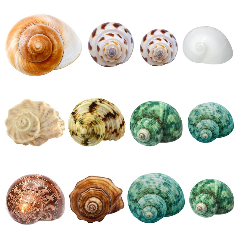 Hermit Crab Shells Medium and Large – 12PCS Growth Turbo Seashells Size 1.4″-3.2″ for Small Medium and Large Crabs – Saltwater Hermit Crab Supplies, Natural Sea Shell Decor
