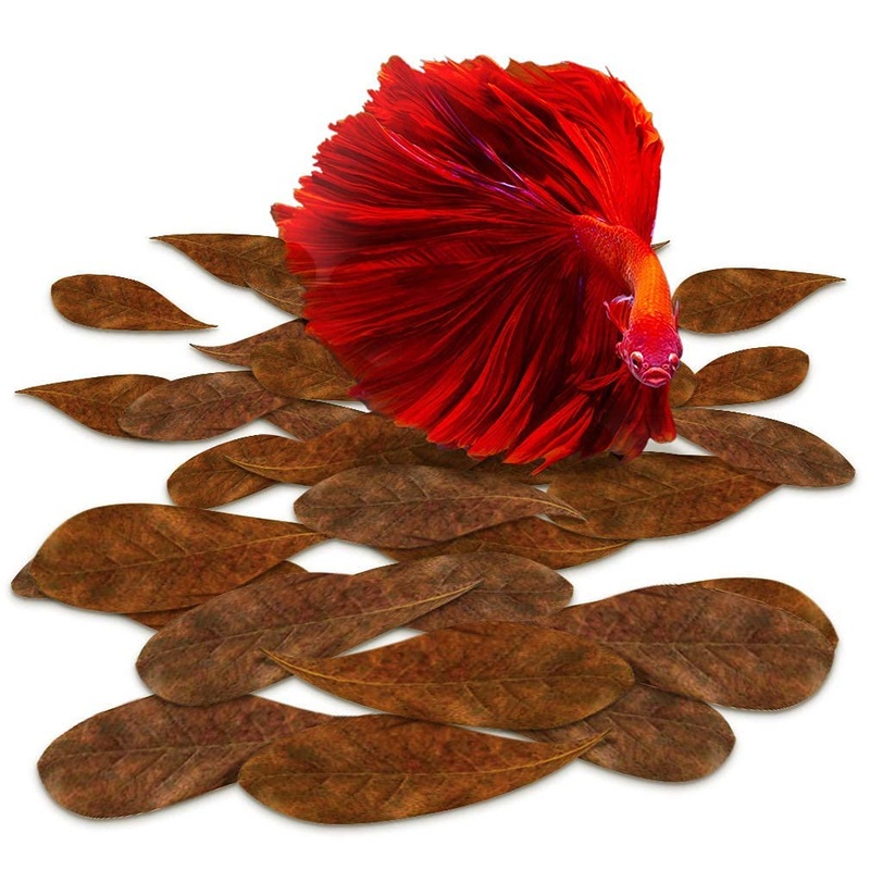 SunGrow Mini Catappa Indian Almond Leaves for Betta, Shrimp, Frogs, Improves Habitat, Gives Tea Color, Helps in lowering pH 50 Pcs