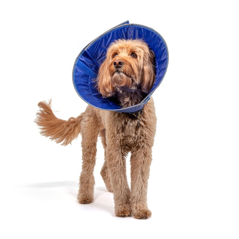 Calm Paws Dog Caring Collar W/Calming (Large) Large