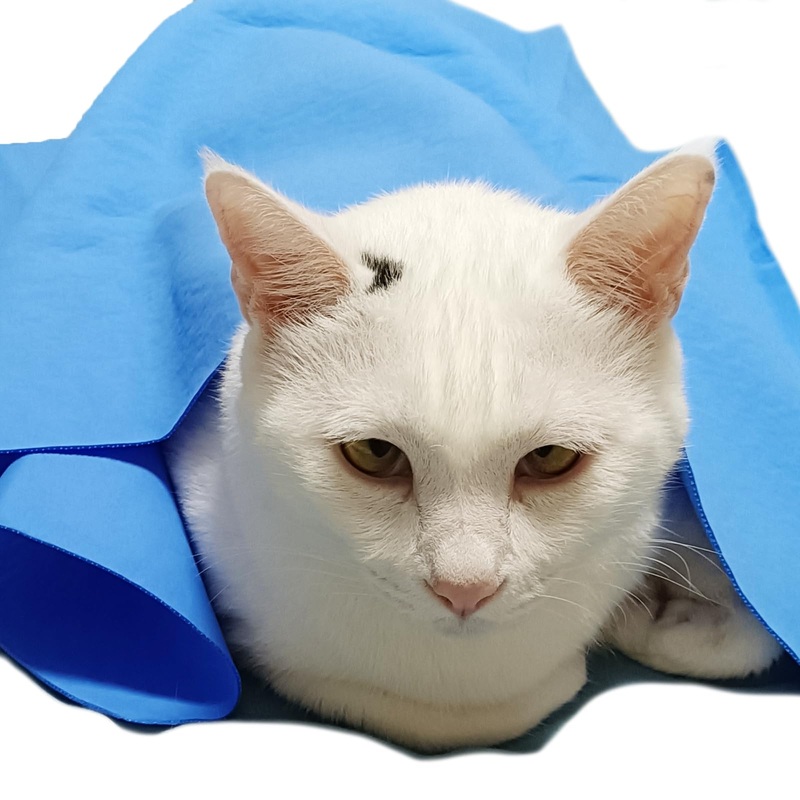 Quick-Dry Dog Towels Cat Towels – Dries Cats Dogs Fast – Easy to Wring Out & Reuse Shammy Bath Towels 1PCS Blue Suitable for Pets Dogs Cats (M 26 * 17inch Adult Cats and Dogs) M 26*17inch adult cats and dogs