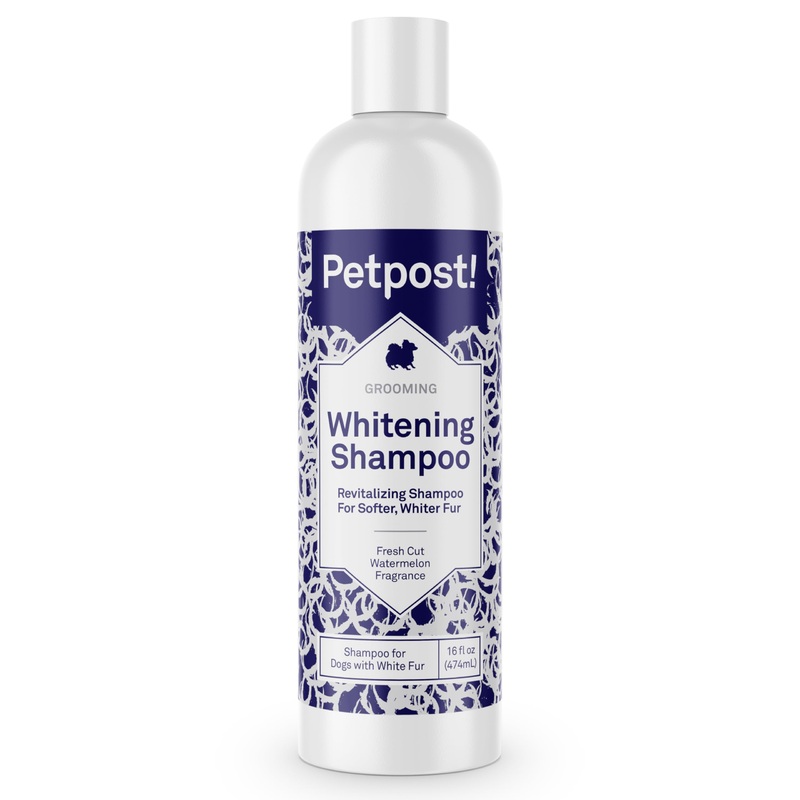 Petpost | Dog Whitening Shampoo – Best Lightening Treatment for Dogs with White Fur – Soothing Watermelon Scent – Maltese, Shih Tzu, Bichon Frise Approved 16 oz. 16 Ounce