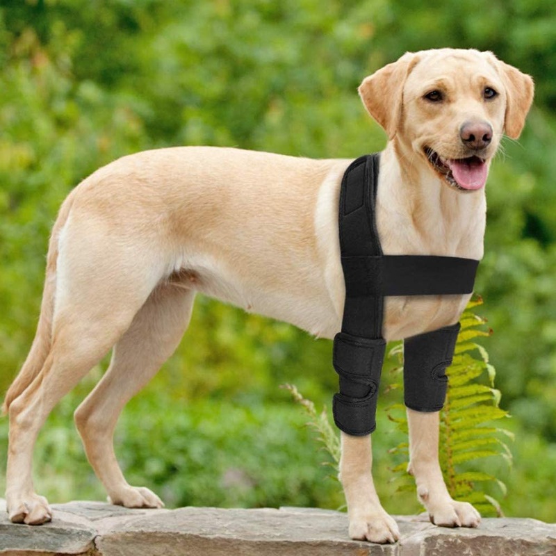 WXFEXIA Dog Front Leg Hock Braces Elbow Protector – Canine Wrap Protects Wounds Heal and Sprains Support Due to Arthritis to Prevents Injuries and Sprains or Walking (L) L