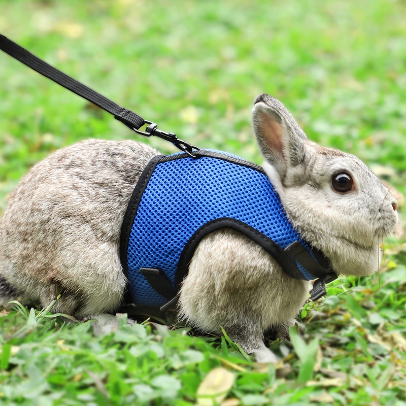 Pettom Bunny Rabbit Harness with Stretchy Leash Cute Adjustable Buckle Breathable Mesh Vest for Kitten Small Pets Walking (L(Chest:10.6-13.3 in), Blue) L(Chest:10.6-13.3 in)