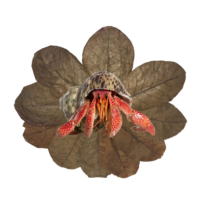 Awesome Aquatic Hermit Crab Catappa Indian Almond Leaves 10 4″-6″ Natural Leaf Litter Provides Humidity, Crab Treats with Cellulose, Promotes Breeding, Natural Hiding Spots, Easy to Use