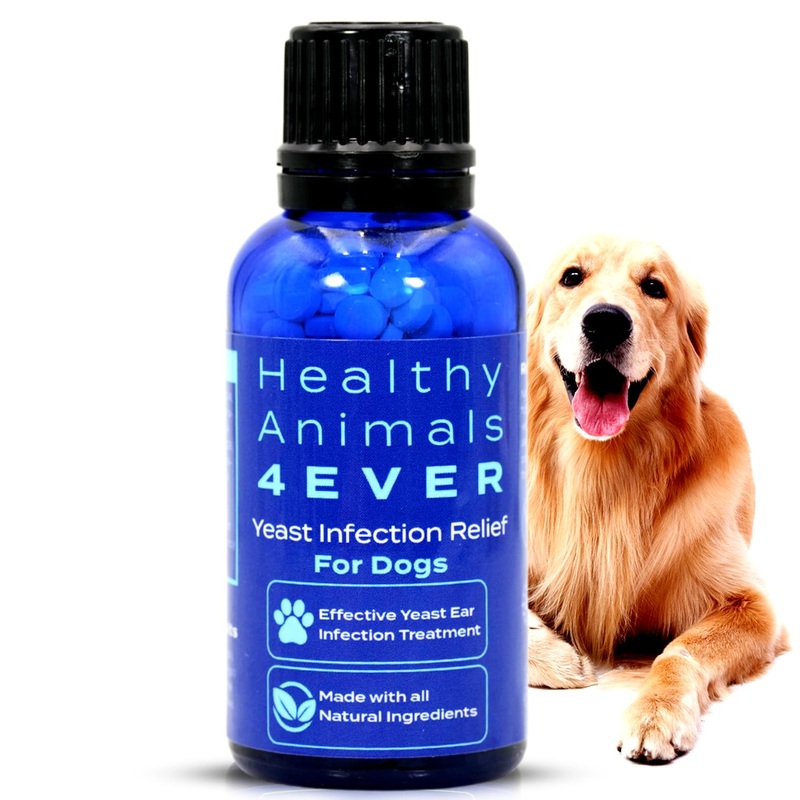 HealthyAnimals4Ever All-Natural Yeast Protection for Dogs – Effective Homeopathic Support for Yeast Infections – Preventive Care for Skin and Ear Health – 300 Dog Yeast Defense Tablets