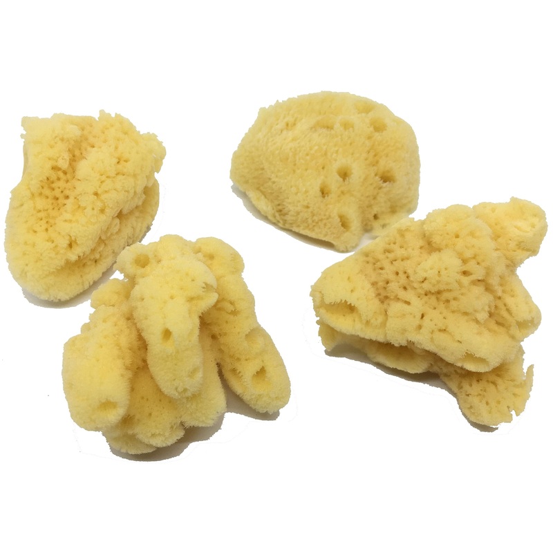 Awesome Aquatic 4-Pack of Hermit Crab Sea Sponges (Jumbo 4 pk) Jumbo 4 pk