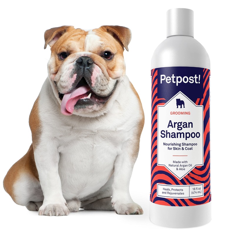 Petpost | Argan Shampoo for Dogs – Naturally Heals, Protects, & Rejuvenates Dog Dry Skin & Coat – Argan Oil and Aloe Formula 16 oz. 16oz.