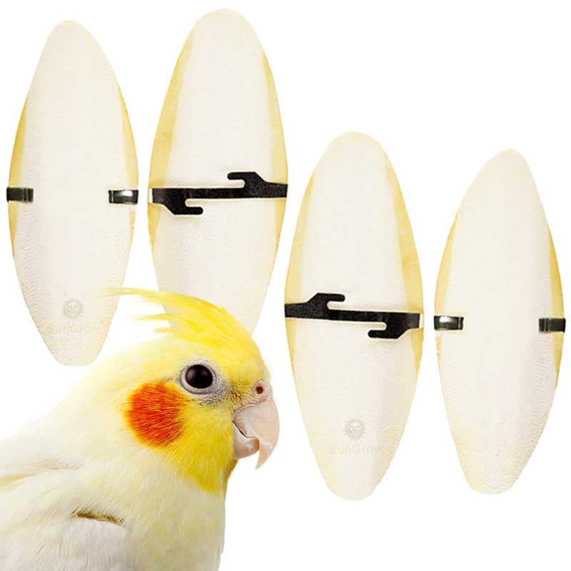 SunGrow 4 Pack Large 6 inch Cuttlefish Bones for Cockatiels, Turtles, Shrimp, Dog Calcium Supplement, Cuttlebone Cage Holder Included 4 Pieces