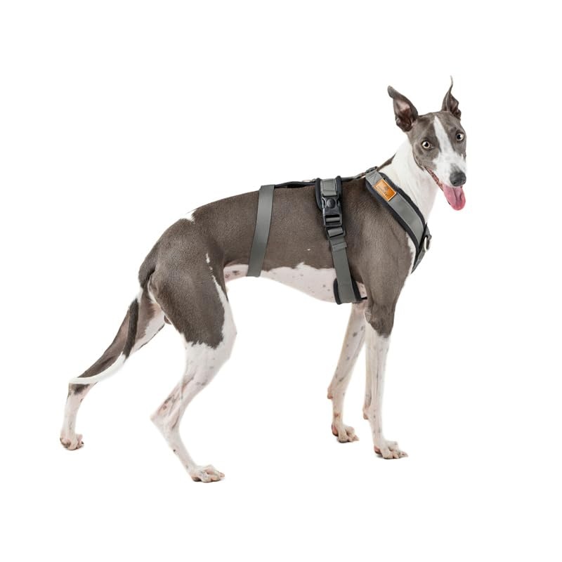 3-Point Anti-Escape, Anti-Pull Harness – Ideal for Sighthounds: Italian Greyhound, Whippet, Greyhound, Podenco – Safe, Breathable, and Durable – Perfect for Walking and Running, Antracita, S