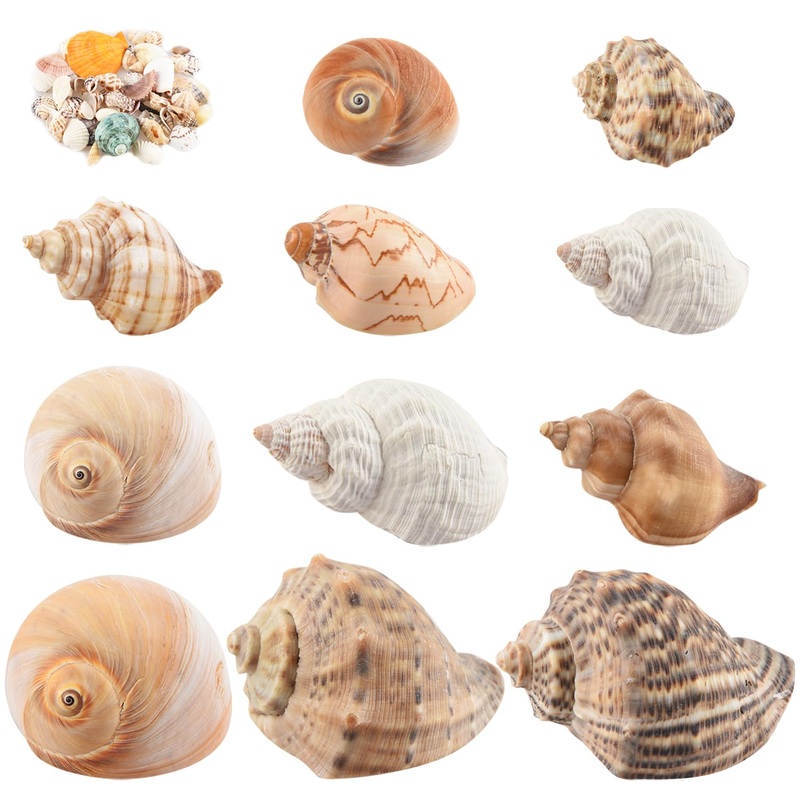 11PCS Hermit Crab Shells | Natural Sea Conch Size 1.5″-3.5″ | Growth Turbo for Small to Medium and Large CrabsSaltwater Hermit Crab Supplies and Sea Shell for Beach Decor,Get 1 Pack of Small Shells