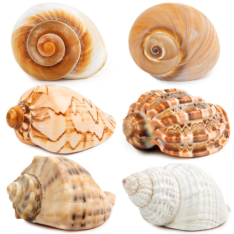 6PCS Large Hermit Crab Shells | Natural Sea Conch Size 3″ – 3.5″, Opening Size 1.5″ – 2.5″ | Turbo Seashells for Hermit Crab Supplies and Beach Decoration Large Sea Shell 6pcs Large Shells Size: 3″ – 3.5″