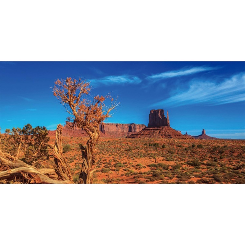AWERT 30×12 inches Blue Sky Oasis Cactus Sun and Desert Terrarium Background Orange Reptile Habitat Background 30x12in/75x30cm Y06316