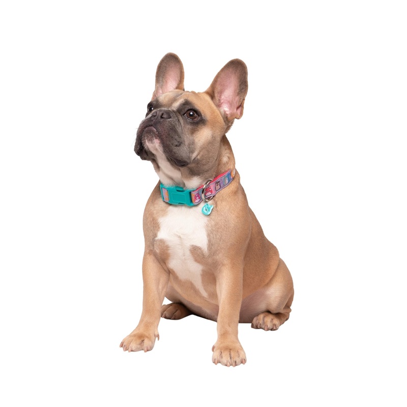 Squishmallows Original Squish Squad Pet Collar (Medium-Sized) – Official Jazwares Pets Apparel Medium