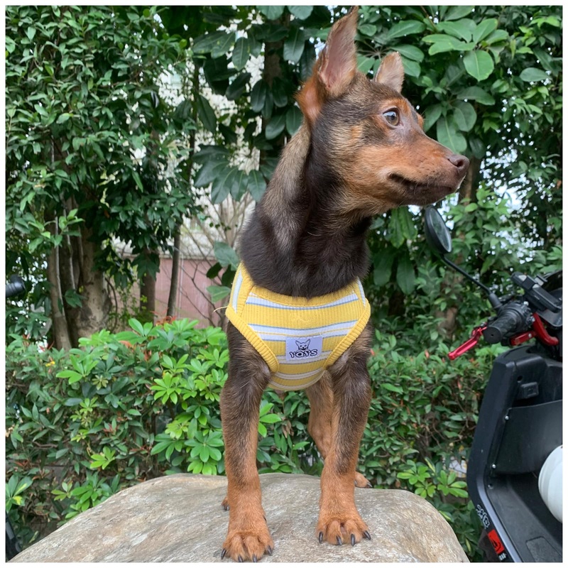 Pet Dog Shirts Multi-Color Striped Cotton Vest for Small Dogs and Cats Puppy Shirt Tank Top Teacup Dog Clothing Yellow White Small Yellow and White