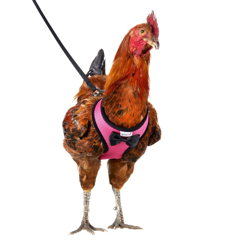 Chicken Harness Hen size with 6-foot Matching belt, Comfortable, Breathable, Small Size, Suitable for Chicken, Duck or Goose Suitable for Weight about 2.3-3.8Pounds, Green (Months, Pink) Medium