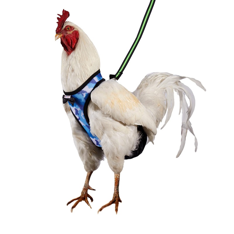 Chicken Harness Hen Size with 6ft Matching Leash Comfortable, Breathable & Washable Pet Set for Chicks, Geese, Ducks & More Facilitate Chicken Training & Walking(Camouflage blue medium size) Camouflage blue
