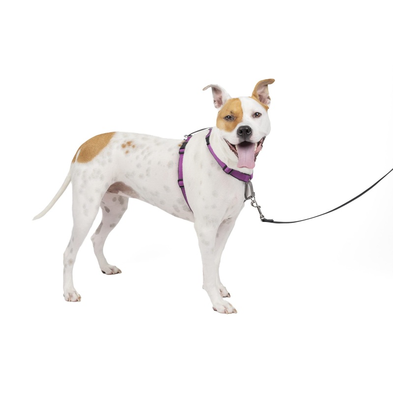 PetSafe 3 in 1 Dog Harness – No Pull Solution for Dogs – Reflective Dog Harness – Front D-Ring Clip Helps Stop Pulling – Comfortable Padded Straps – Top Handle Enhances Control – Black – Medium Medium (Pack of 1)