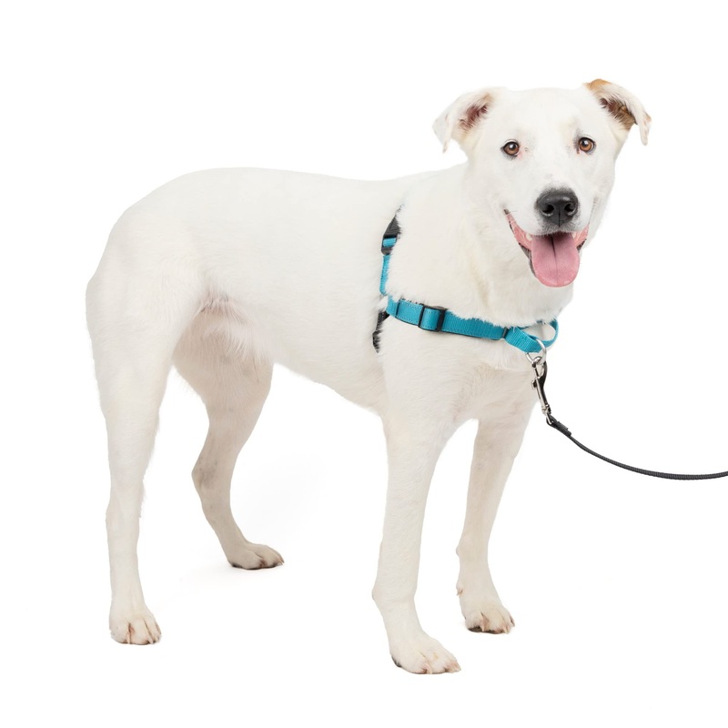 PetSafe Easy Walk Deluxe Dog Harness, No Pull Dog Harness  Perfect for Leash & Harness Training  Stops Pets from Pulling and Choking on Walks  Medium/Large, Ocean