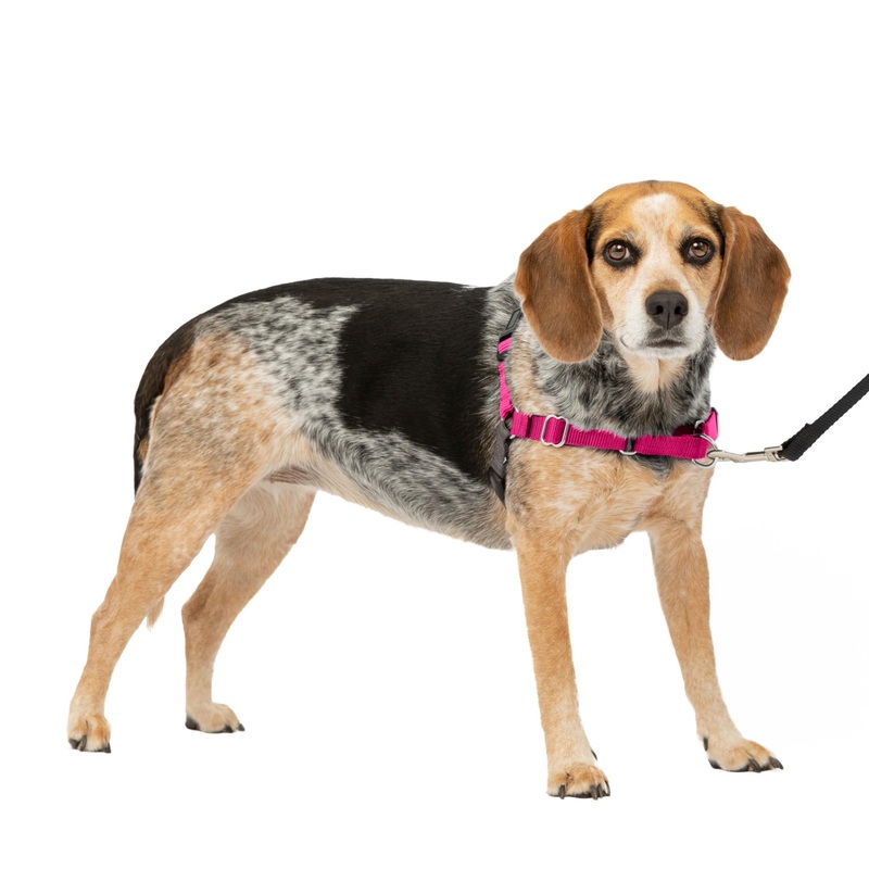 PetSafe Easy Walk Dog Harness – No Pull Dog Harness – Small/Medium, Raspberry