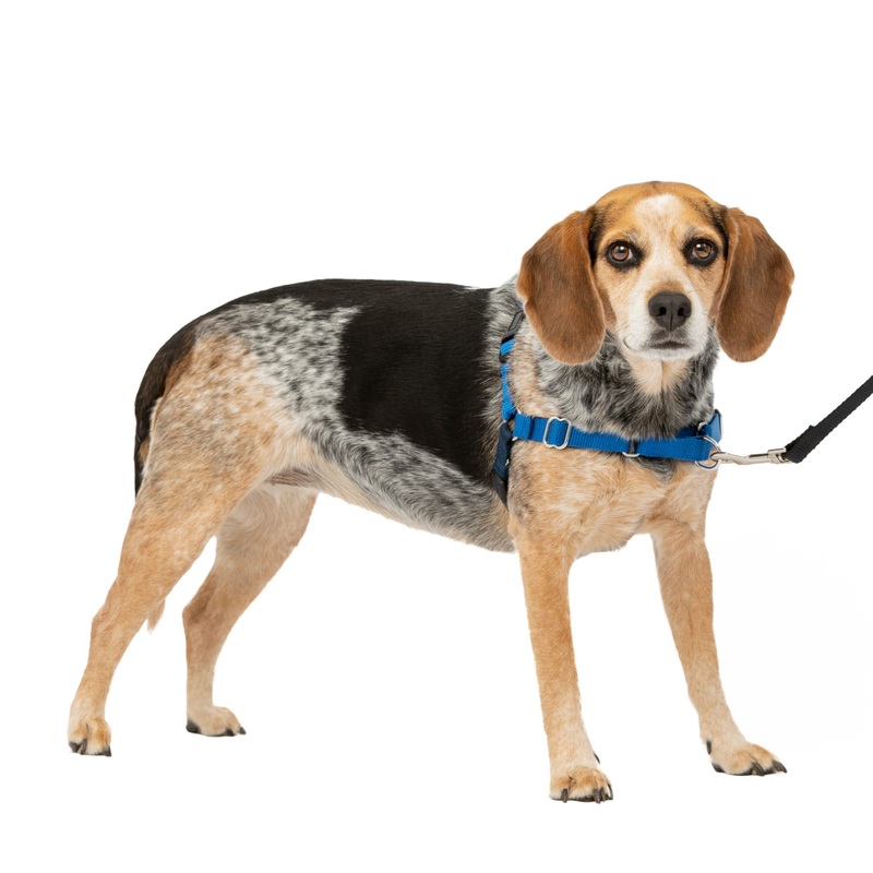 PetSafe Easy Walk No-Pull Dog Harness – The Ultimate Harness to Help Stop Pulling – Take Control & Teach Better Leash Manners – Helps Prevent Pets Pulling on Walks – Small/Medium, Royal Blue/Navy Blue