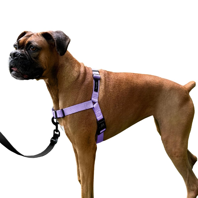 ShawnCo Dream Walk No-Pull Dog Harness- Adjustable, Comfortable, Easy to Use Pet Halter to Help Stop Pulling for Small, Medium and Large Dogs (Icy Lilac, M) Icy Lilac