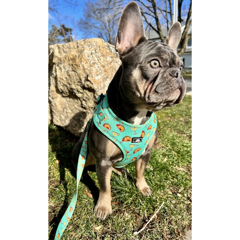 Tacos & Margaritas Dog Harness, Medium, Green