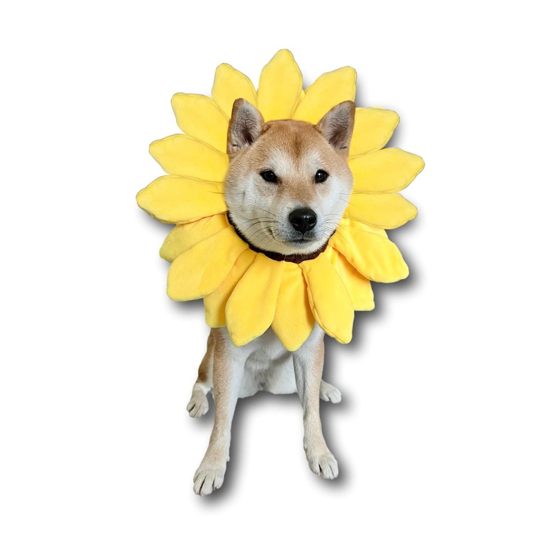 ComfyCamper Sunflower Dog Costume for Small Medium Large Dog Puppy Puppies Cat Kitten  Cute Head Flower Headband Outfits  Collar Cone Costume Hat Sombrero Outfit Pet Cosplay Halloween (Medium)